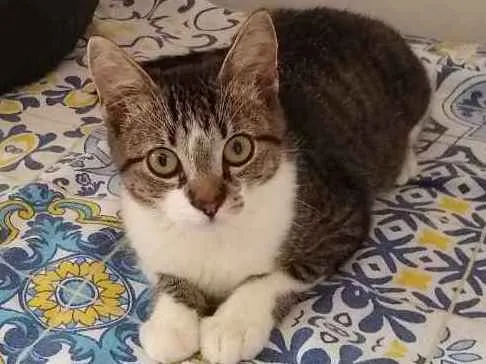 Gato ra a srd idade 2 a 6 meses nome à escolher