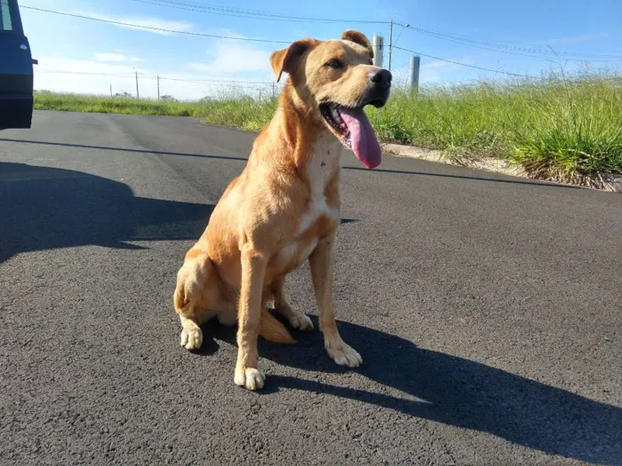 Cachorro ra a Melhor amigo idade 2 anos nome Thor e Mysse