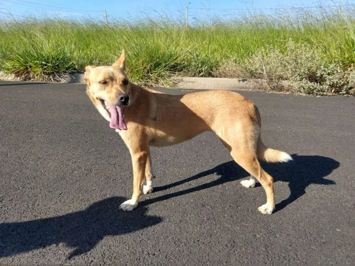 Cachorro ra a Melhor amigo idade 2 anos nome Thor e Mysse