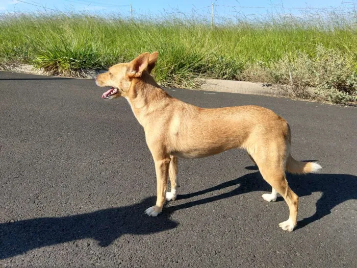 Cachorro ra a Melhor amigo idade 2 anos nome Thor e Mysse
