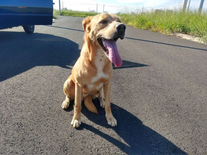 Cachorro ra a Melhor amigo idade 2 anos nome Thor e Mysse