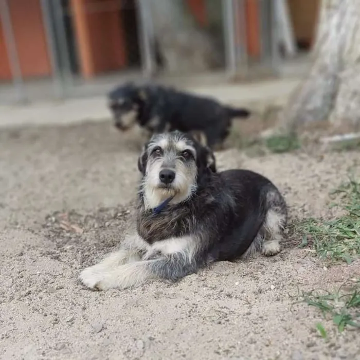 Cachorro ra a srd idade 4 anos nome Fred e Barney