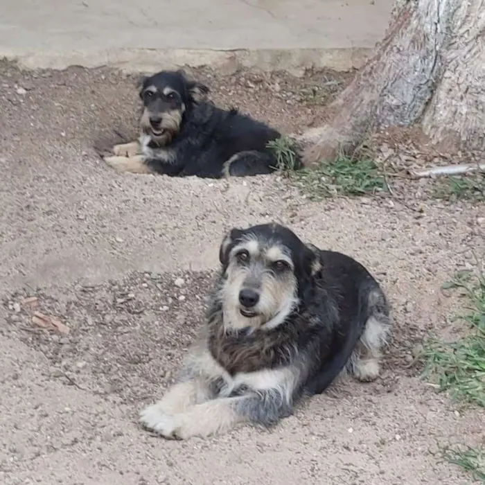 Cachorro ra a srd idade 4 anos nome Fred e Barney
