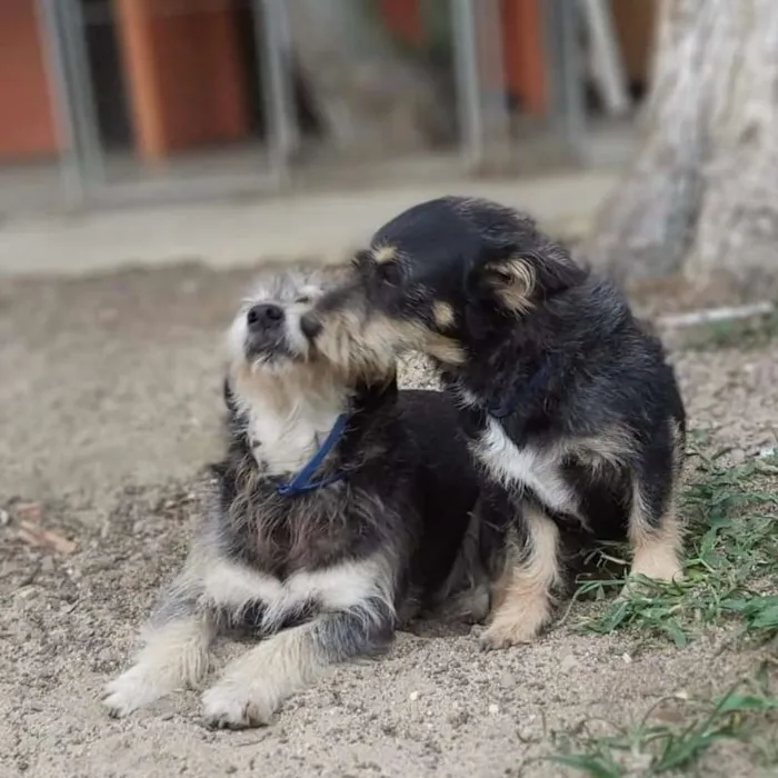 Cachorro ra a srd idade 4 anos nome Fred e Barney