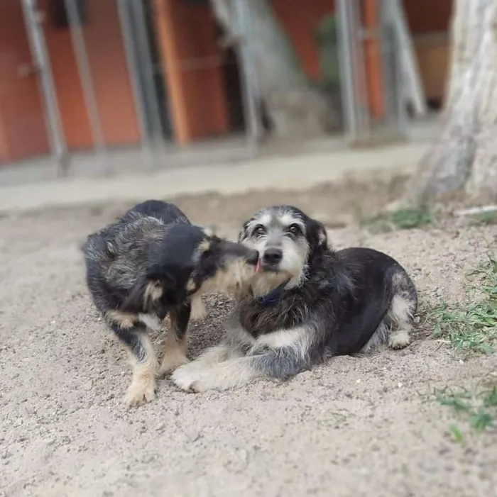 Cachorro ra a srd idade 4 anos nome Fred e Barney