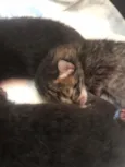 Gatinhos black