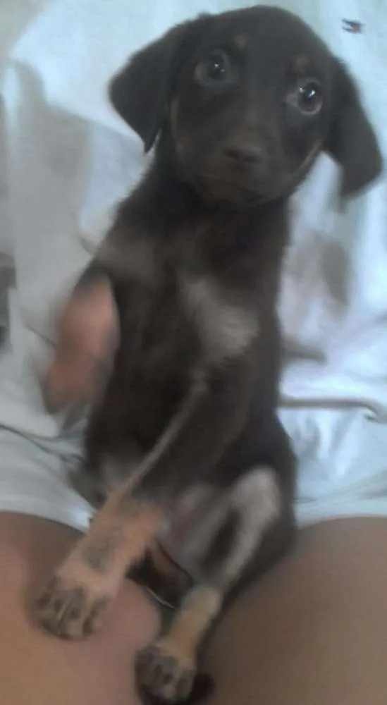 Cachorro ra a Sem raça definida idade 2 a 6 meses nome Bruce
