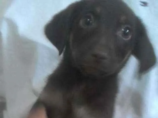 Cachorro ra a Sem raça definida idade 2 a 6 meses nome Bruce
