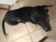 Mel