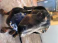 Mel
