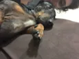 Mel