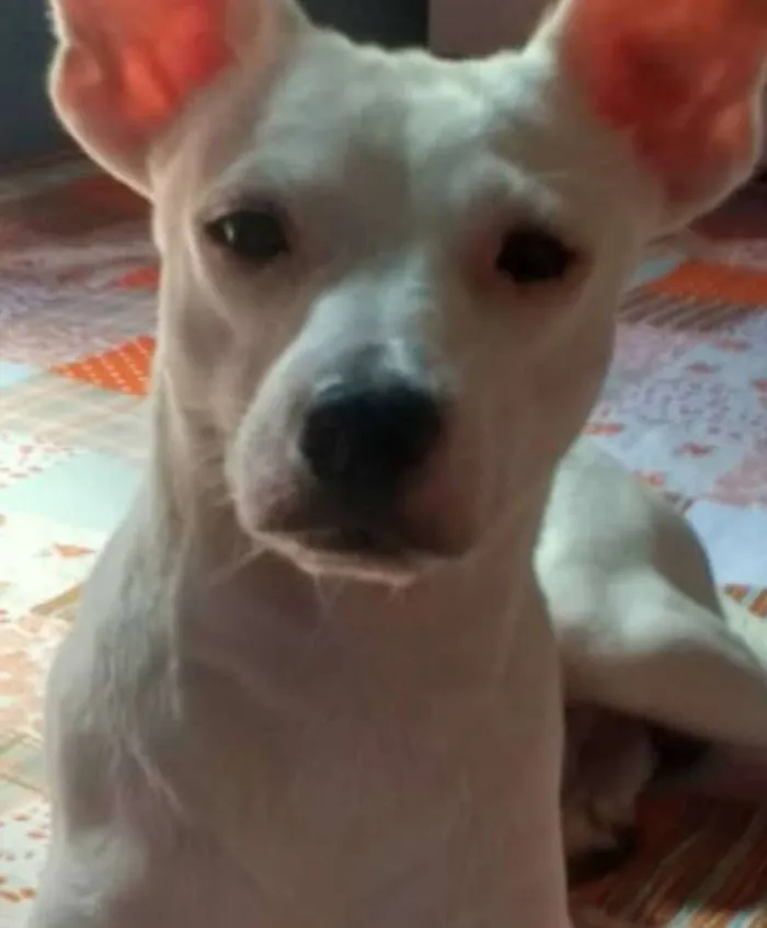 Cachorro raça Srd idade 2 anos nome Irineu