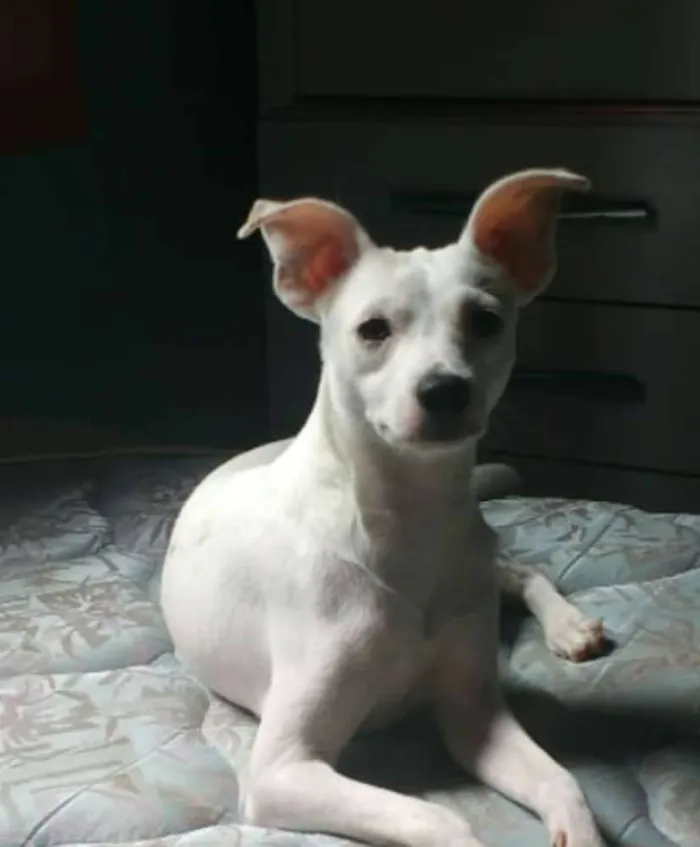 Cachorro raça Srd idade 2 anos nome Irineu