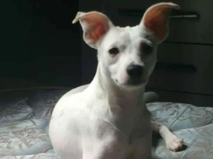 Cachorro raça Srd idade 2 anos nome Irineu
