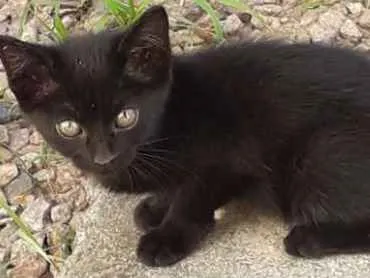 Gato raça Não sei.  idade 2 a 6 meses nome Não tem. 