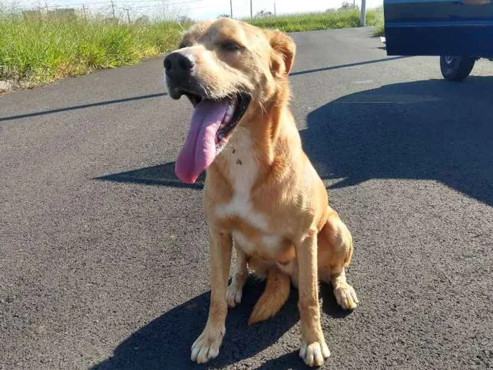 Cachorro ra a Melhor amigo idade 2 anos nome Thor e Mysse