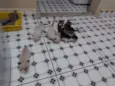 Gato