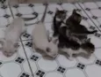 Gato