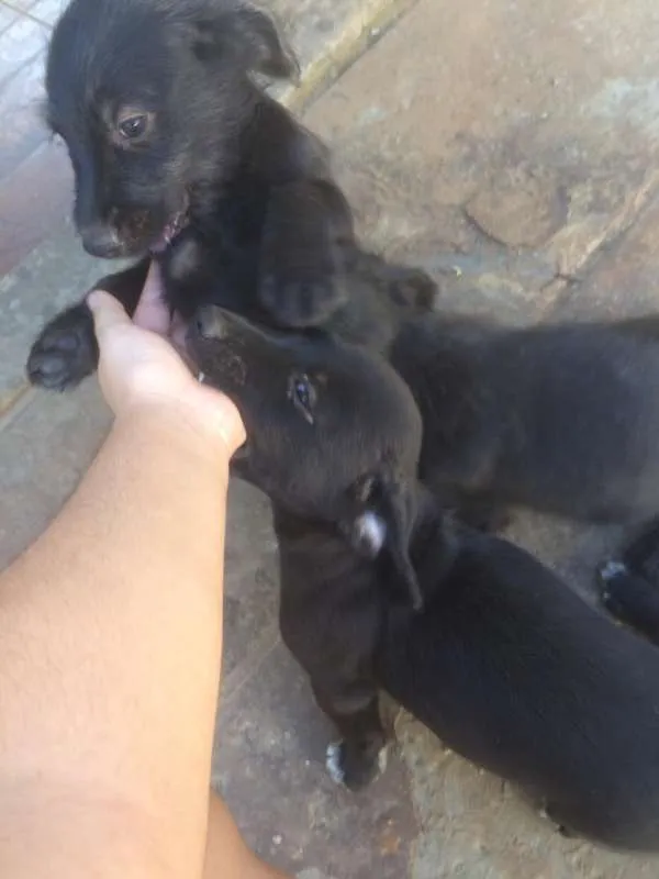 Cachorro ra a SRD idade 2 a 6 meses nome Filhotes