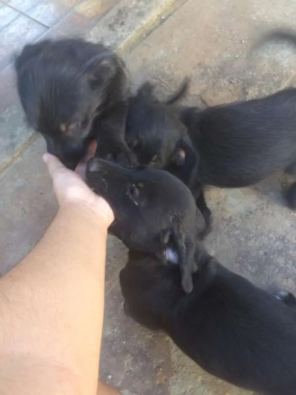 Cachorro ra a SRD idade 2 a 6 meses nome Filhotes