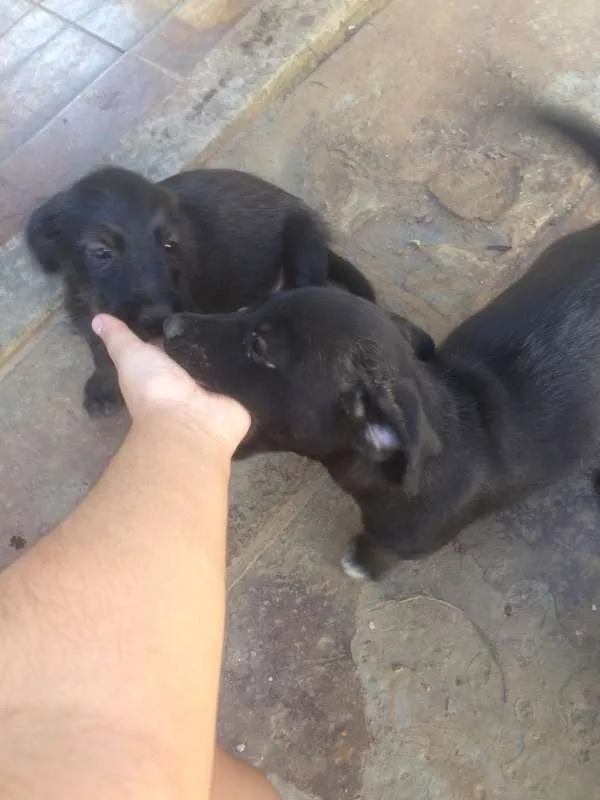Cachorro ra a SRD idade 2 a 6 meses nome Filhotes
