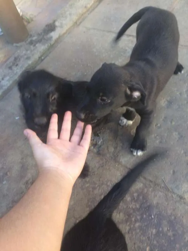 Cachorro ra a SRD idade 2 a 6 meses nome Filhotes