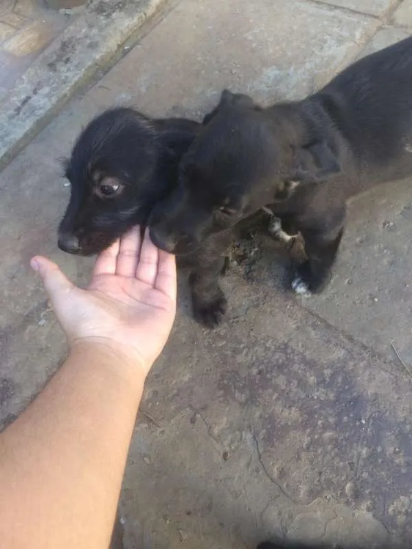 Cachorro ra a SRD idade 2 a 6 meses nome Filhotes