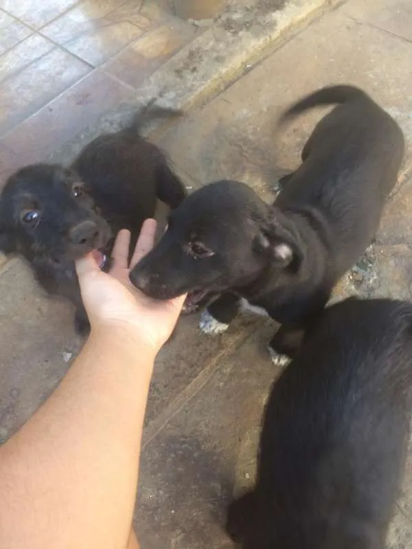 Cachorro ra a SRD idade 2 a 6 meses nome Filhotes