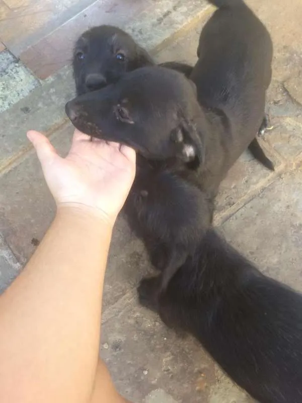 Cachorro ra a SRD idade 2 a 6 meses nome Filhotes