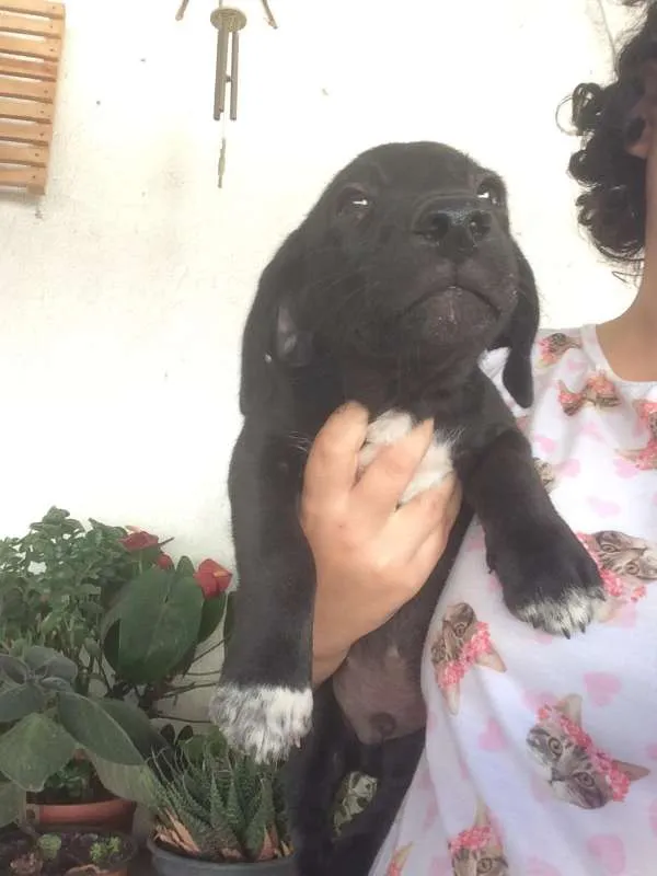 Cachorro ra a SRD idade 2 a 6 meses nome Filhotes