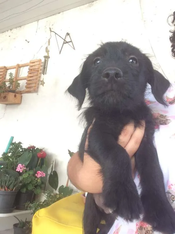 Cachorro ra a SRD idade 2 a 6 meses nome Filhotes