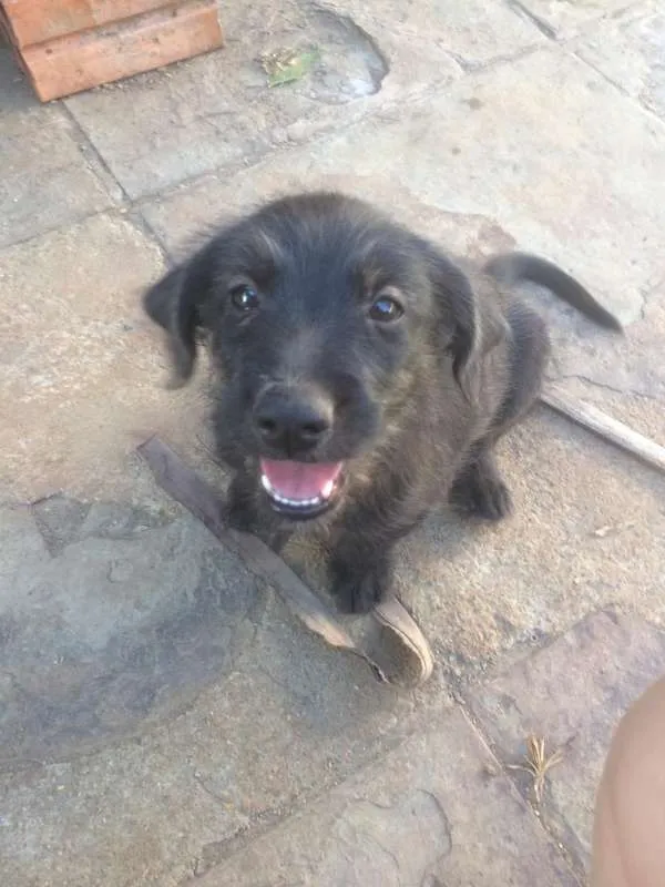 Cachorro ra a SRD idade 2 a 6 meses nome Filhotes