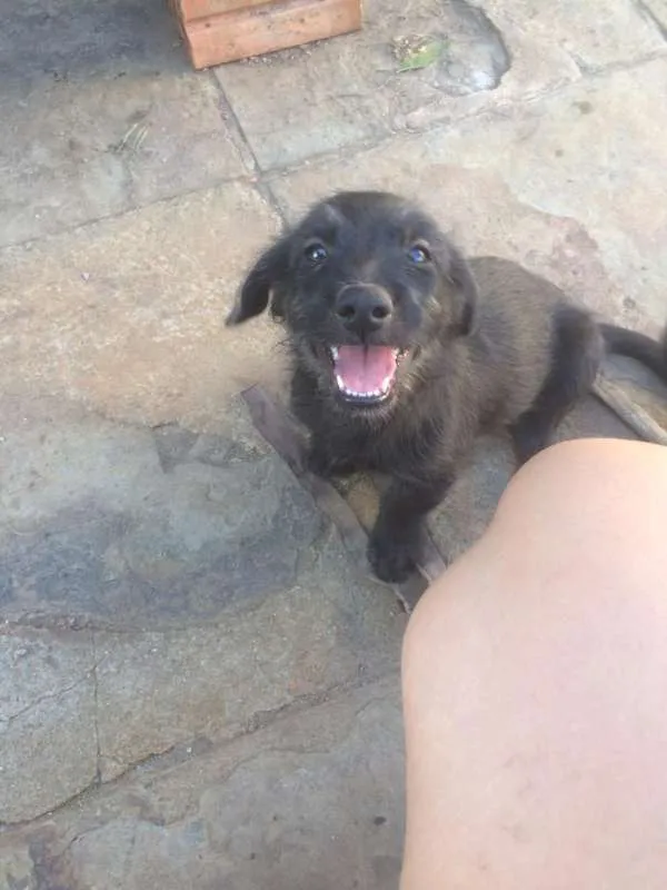 Cachorro ra a SRD idade 2 a 6 meses nome Filhotes