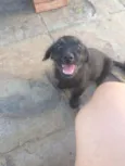 Filhotes