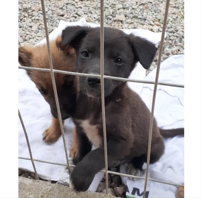 Cachorro ra a Não sei  idade Abaixo de 2 meses nome Não sei 