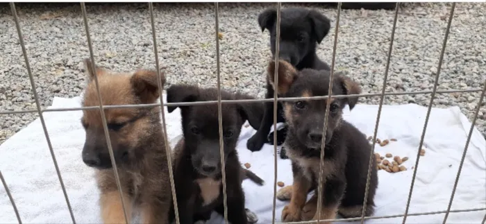 Cachorro ra a Não sei  idade Abaixo de 2 meses nome Não sei 