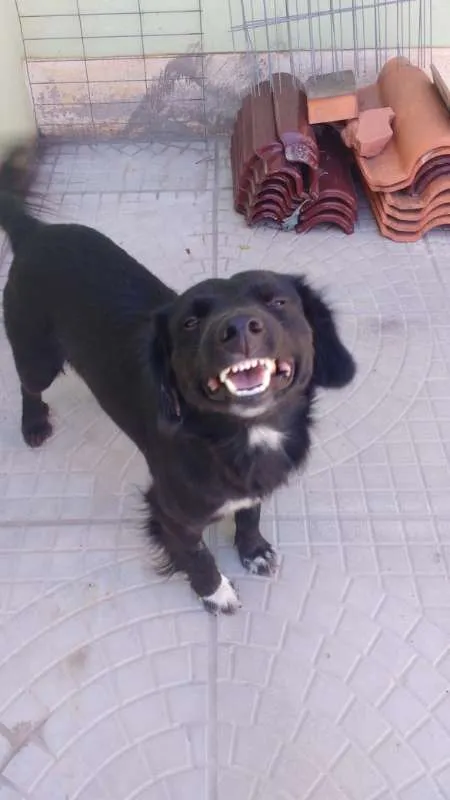 Cachorro ra a SRD idade  nome Will Smith