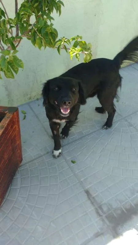 Cachorro ra a SRD idade  nome Will Smith