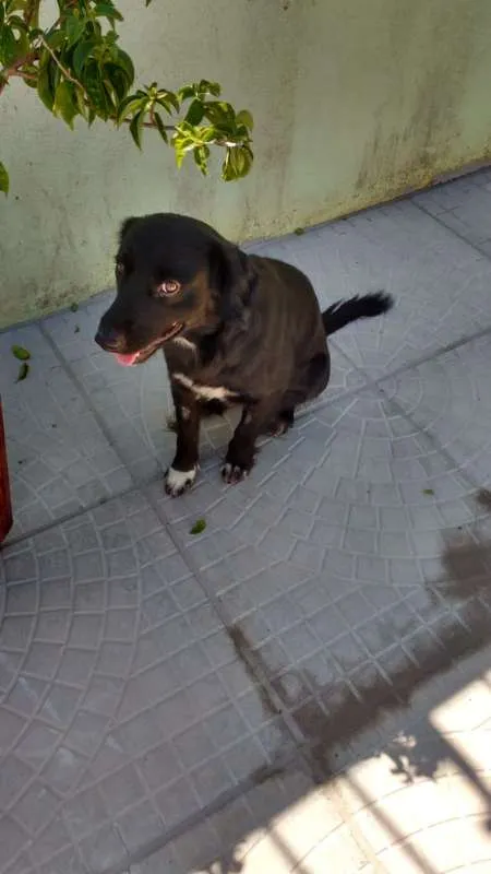 Cachorro ra a SRD idade  nome Will Smith