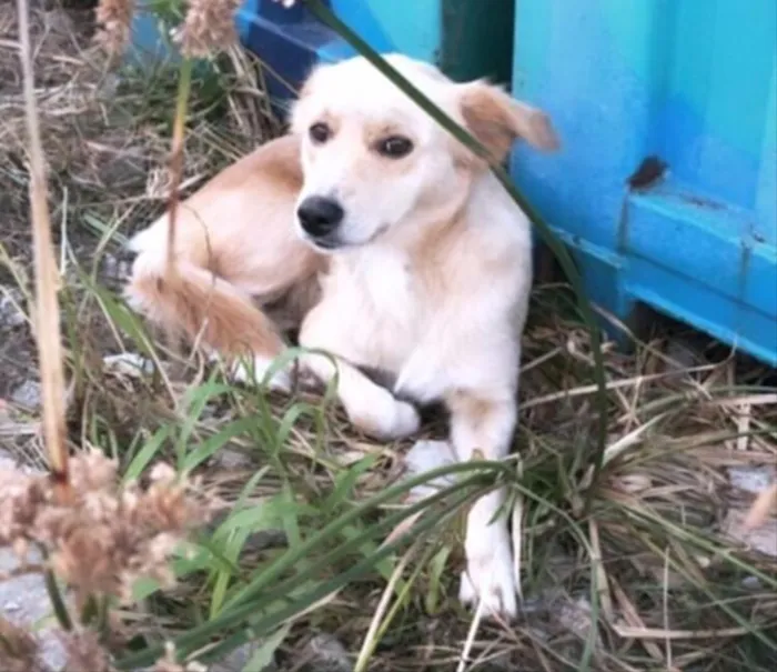 Cachorro ra a Não sei  idade Abaixo de 2 meses nome Não sei 