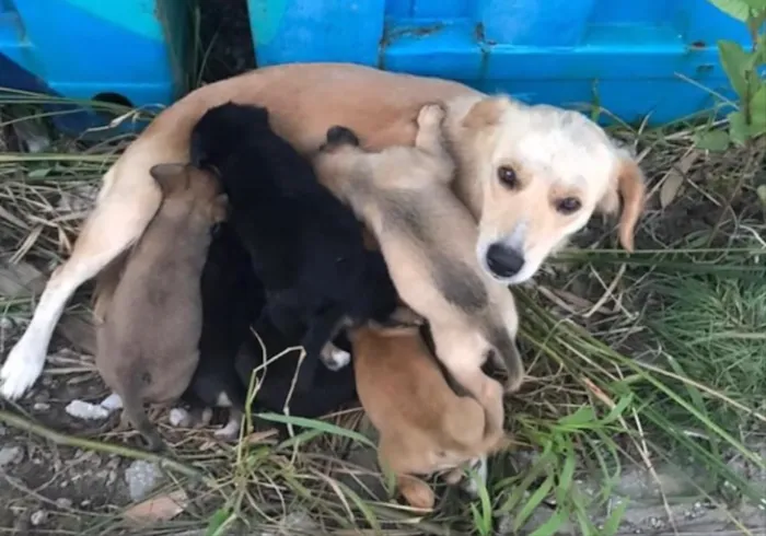 Cachorro ra a Não sei  idade Abaixo de 2 meses nome Não sei 