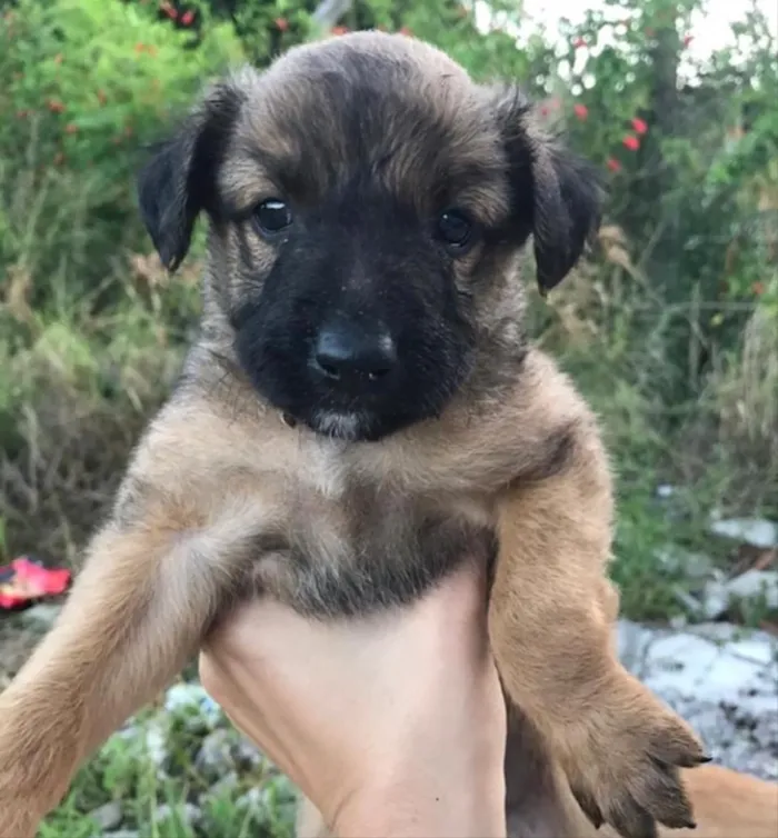 Cachorro ra a Não sei  idade Abaixo de 2 meses nome Não sei 