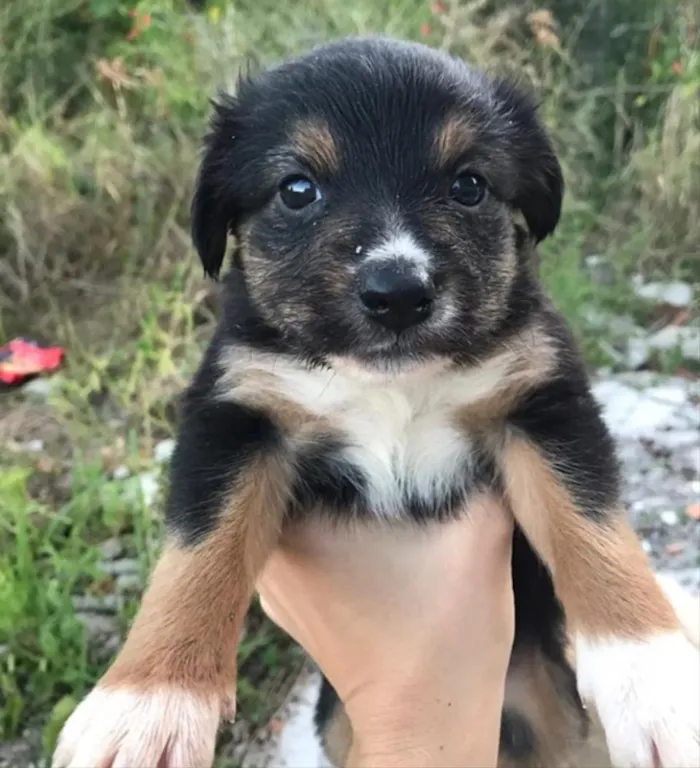 Cachorro ra a Não sei  idade Abaixo de 2 meses nome Não sei 