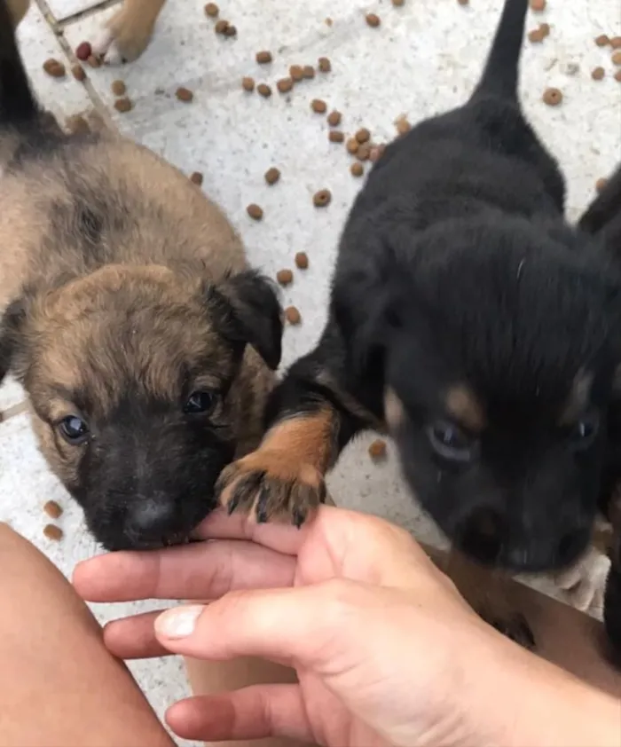 Cachorro ra a Não sei  idade Abaixo de 2 meses nome Não sei 