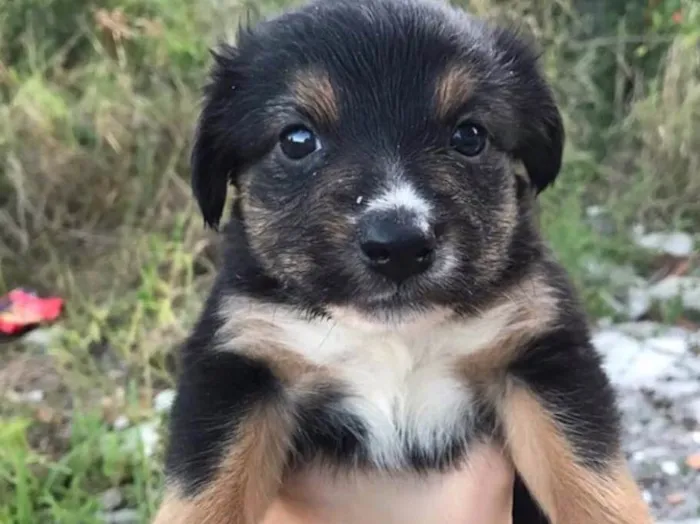 Cachorro ra a Não sei  idade Abaixo de 2 meses nome Não sei 