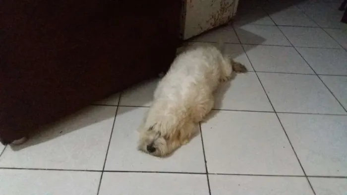 Cachorro raça Poodlo idade 3 anos nome Jacke