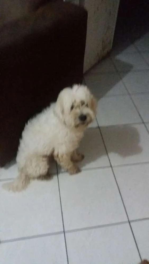 Cachorro raça Poodlo idade 3 anos nome Jacke
