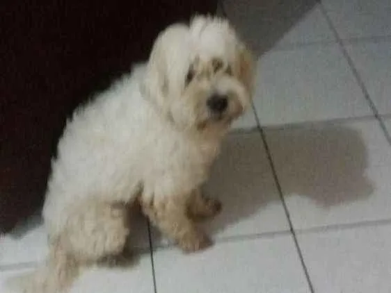 Cachorro raça Poodlo idade 3 anos nome Jacke