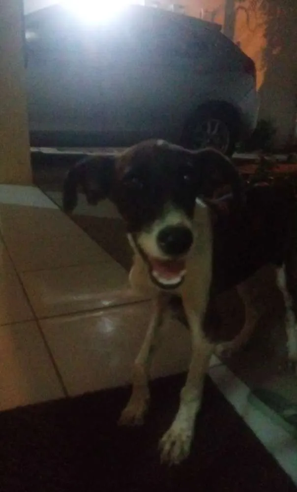 Cachorro ra a Indefinida  idade 7 a 11 meses nome Ainda não tem nome 