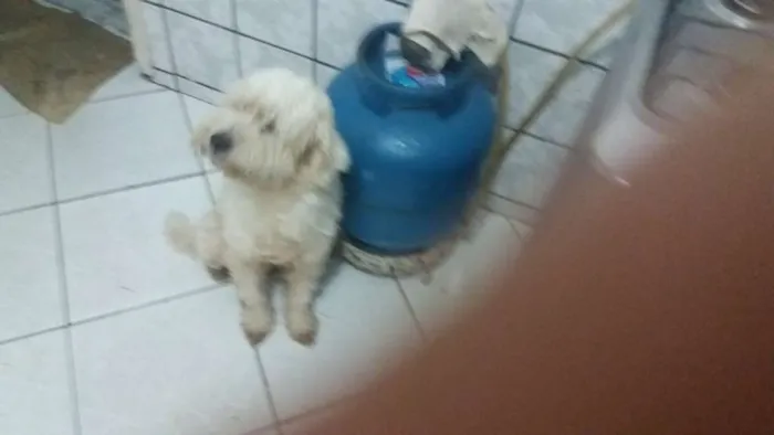 Cachorro raça Poodlo idade 3 anos nome Jacke
